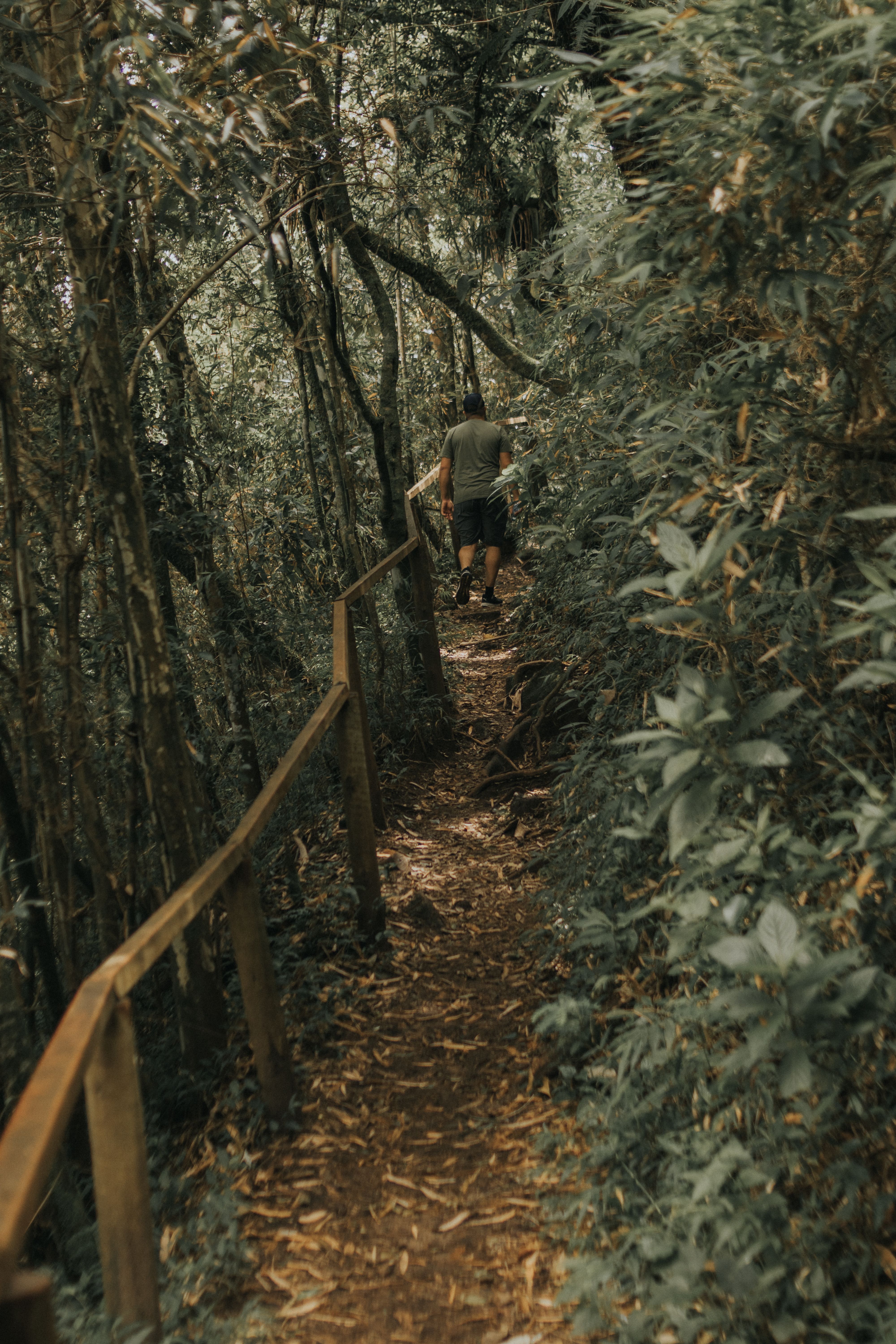 Man Hiking Through Lush Forest Trail · Free Stock Photo