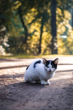 阳光明媚的小路上，黑猫坐在森林中