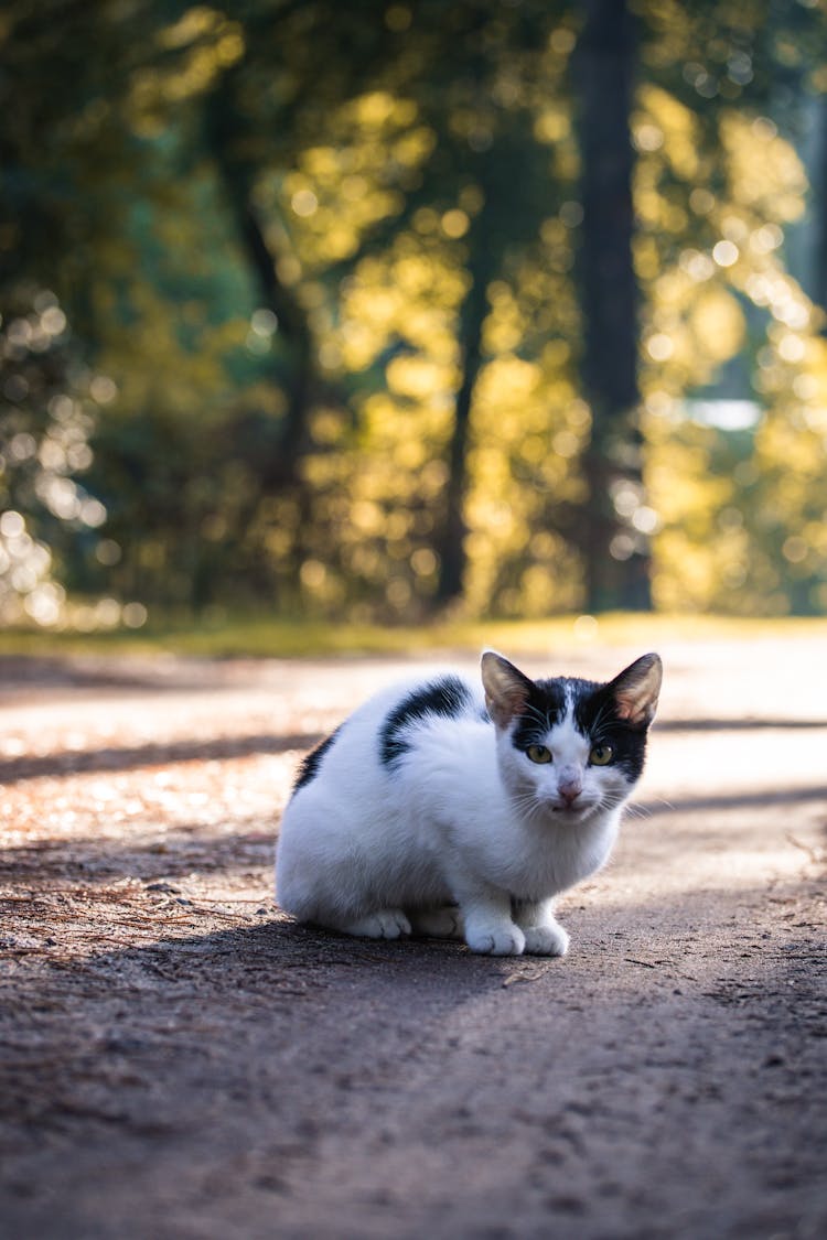 Low Angle Photo Of Cat