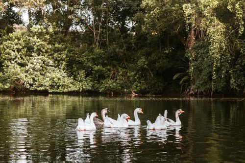 Free A peaceful group of white geese swimming in a tranquil forest lake setting. Stock Photo