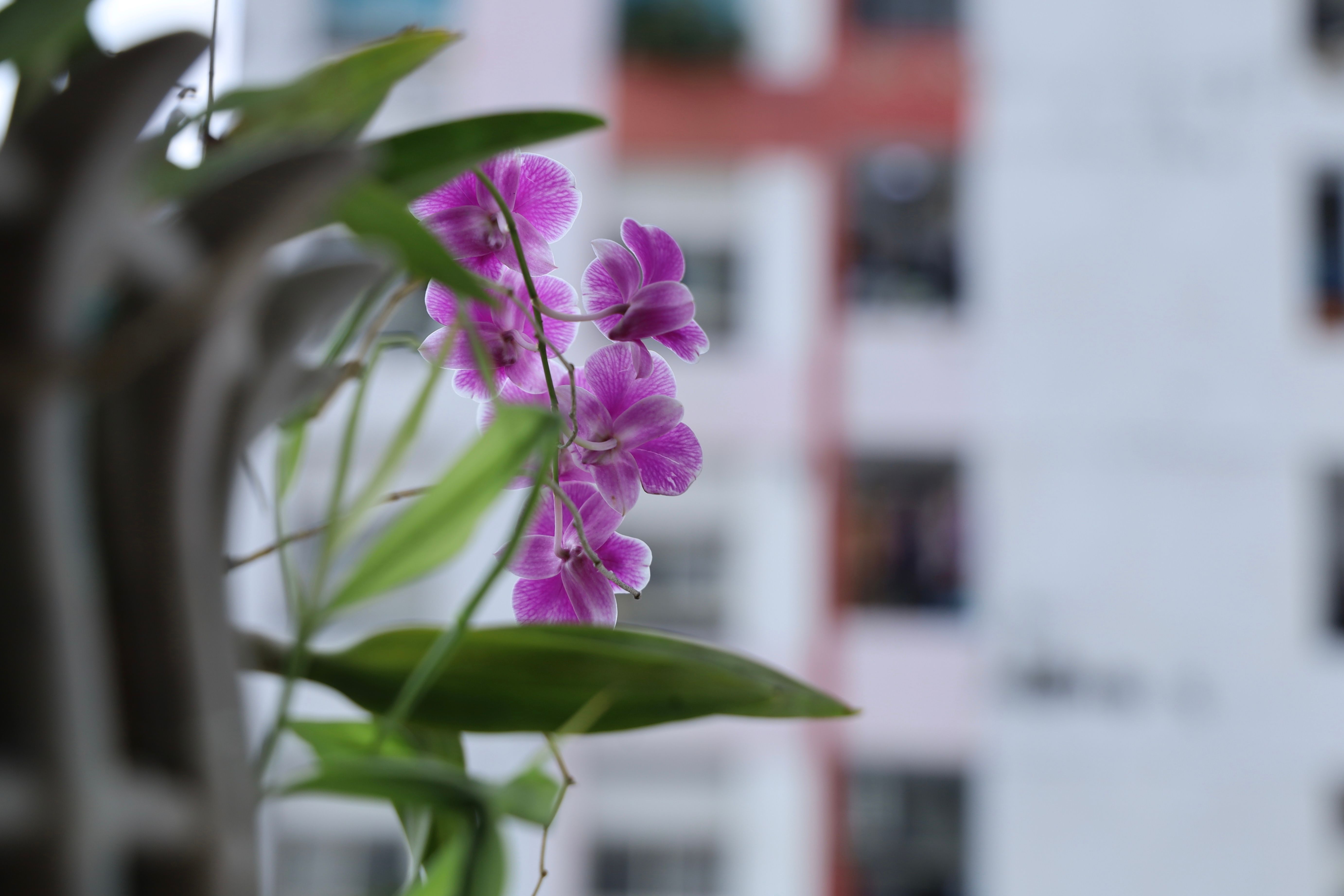 Phalaenopsis : Conseils d&rsquo;Entretien et Soins