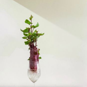 Gardyn Indoor Farm