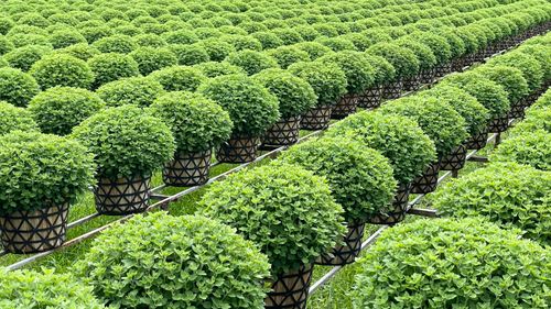 Free Rows of lush green herb plants in decorative pots in a Vietnamese garden. Stock Photo