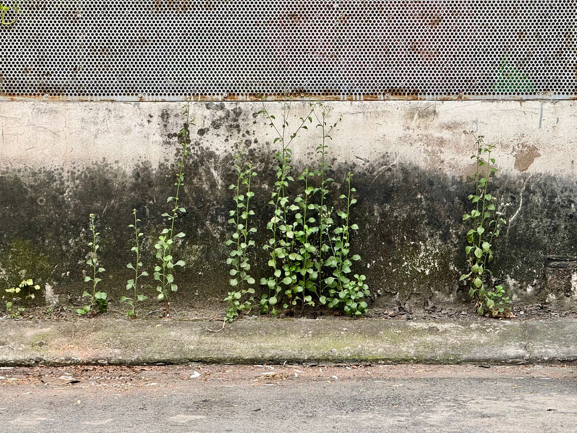 Vertical plants growing along a weathered urban wall with a metal fence.