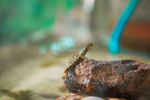 Free A red-eared slider turtle sits on a rock in a tranquil aquarium setting. Stock Photo