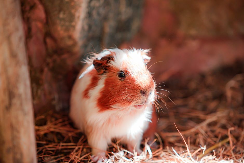 guinea pig pet