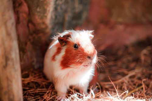 Free A cute guinea pig sits on straw in a warm, rustic environment. Stock Photo