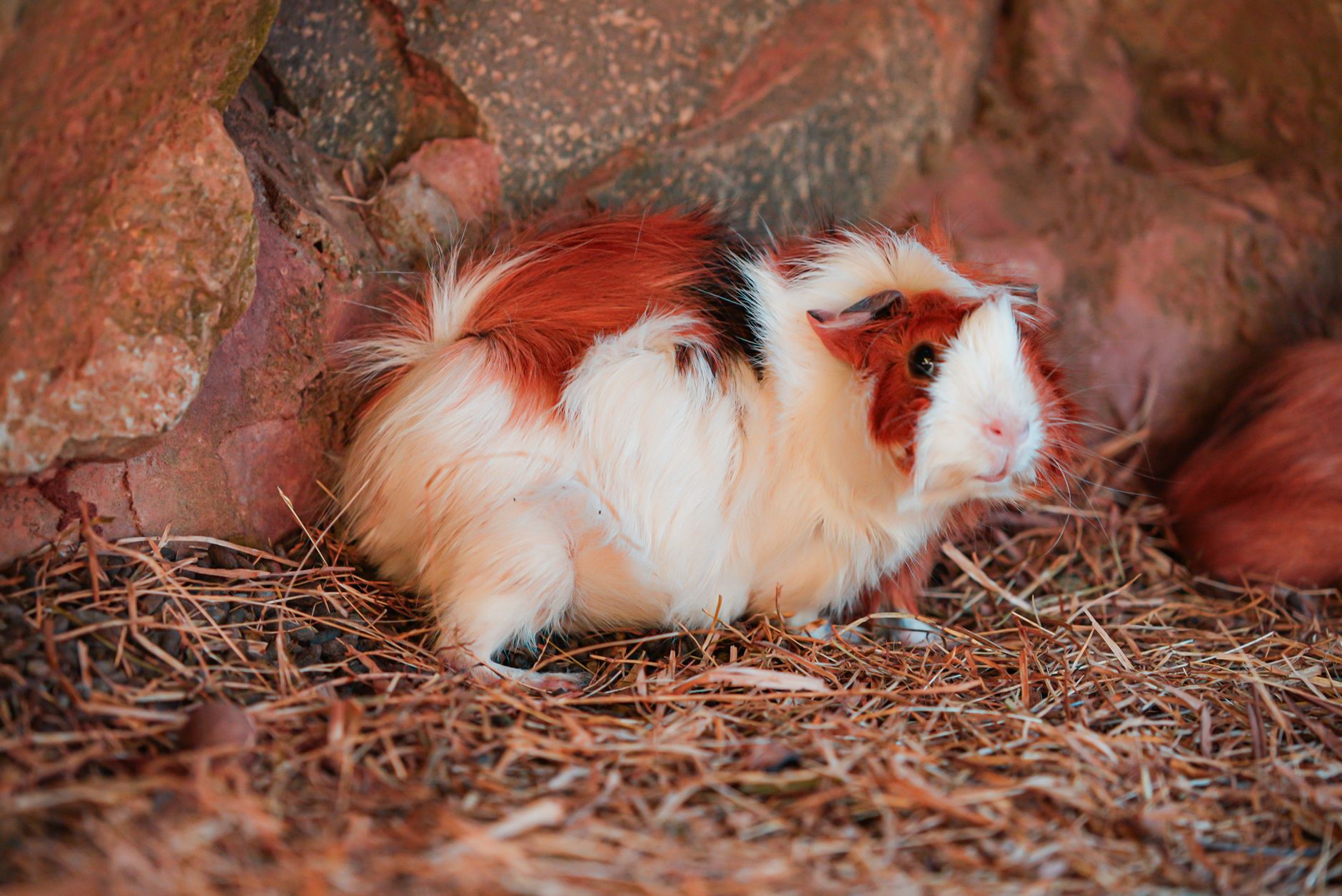 A cute brown and white guinea pig sits on straw next to rocks.