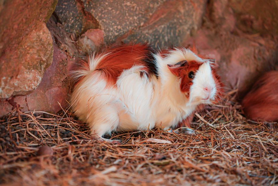A cute brown and white guinea pig sits on straw next to rocks.