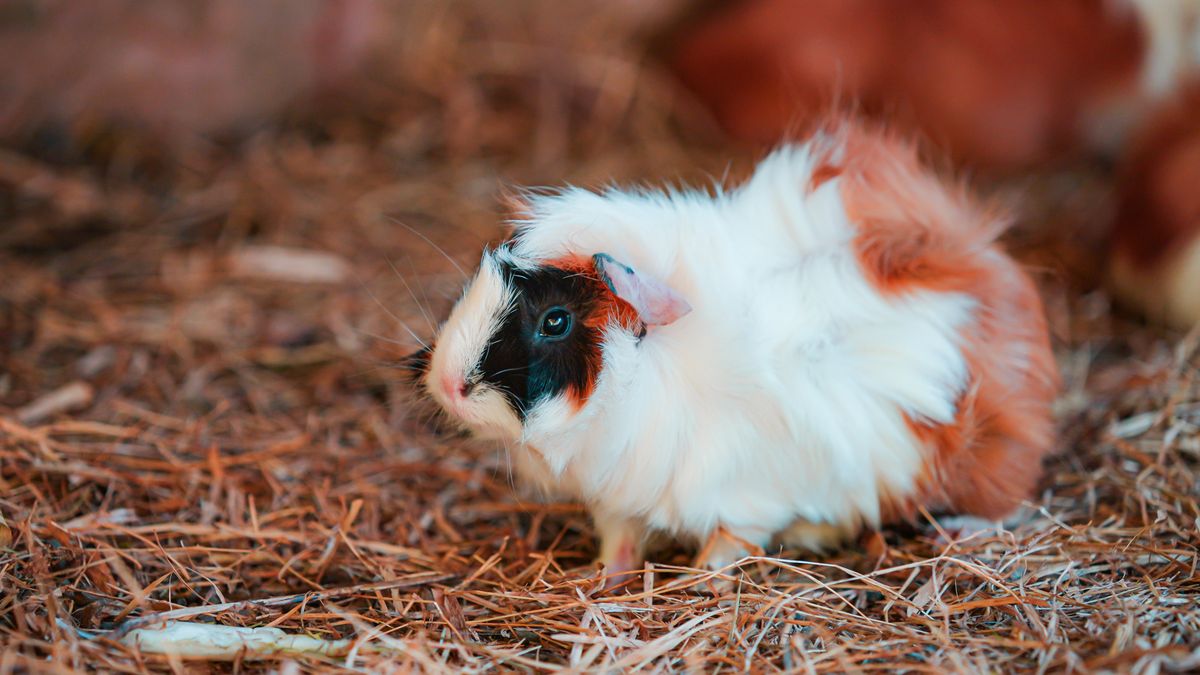 Einstreu für Meerschweinchen: Streu vs. Fleece, Pflege und Kosten