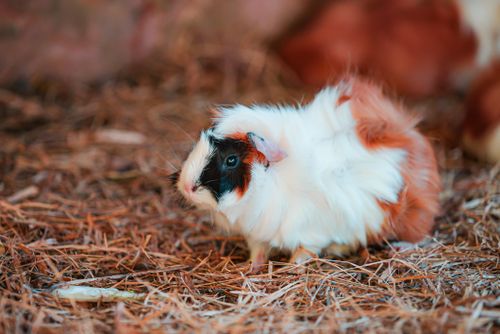 Free A fluffy guinea pig with tricolor fur sitting on straw bedding, captured in soft focus. Stock Photo