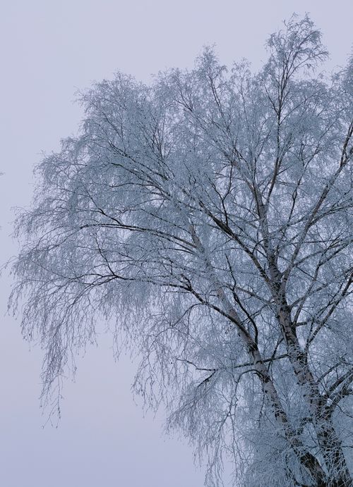 Free Captivating view of a frosty birch tree with snow-laden branches under a winter sky. Stock Photo