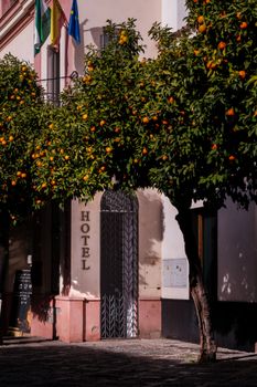 Vibrant orange trees by a hotel entrance in Seville, capturing the essence of Andalucía.