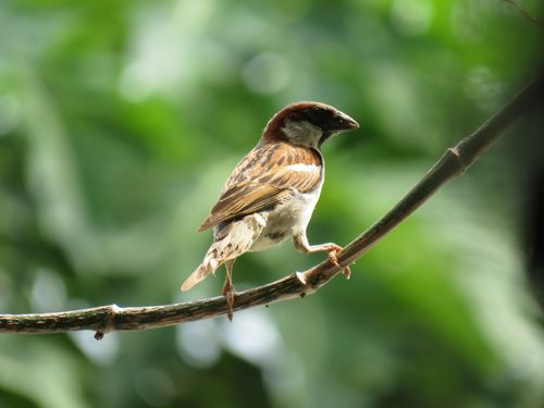 Free A detailed view of a house sparrow perched on a branch against a blurred green background. Stock Photo