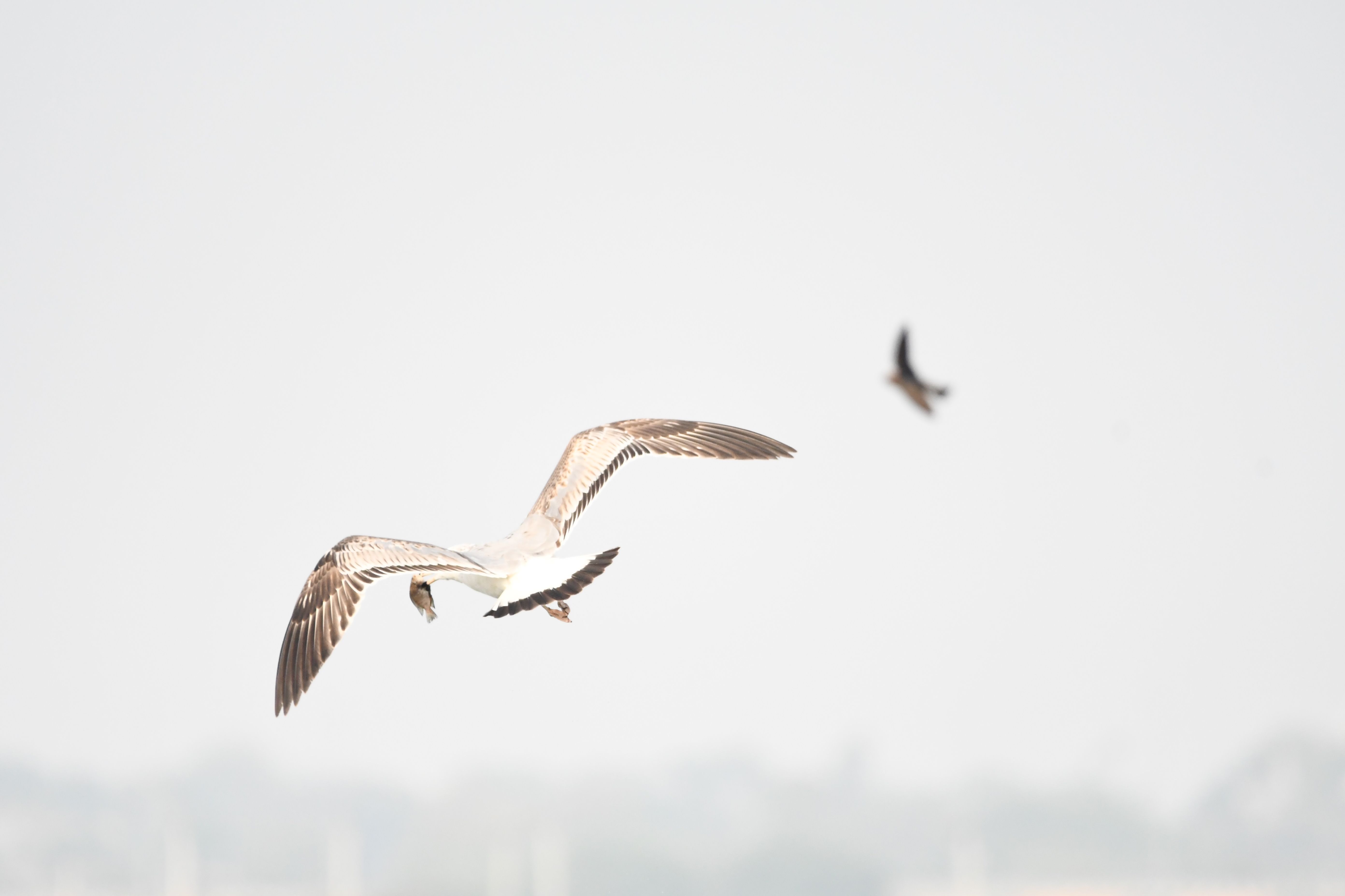High-key photo capturing seagulls soaring in an overcast sky.