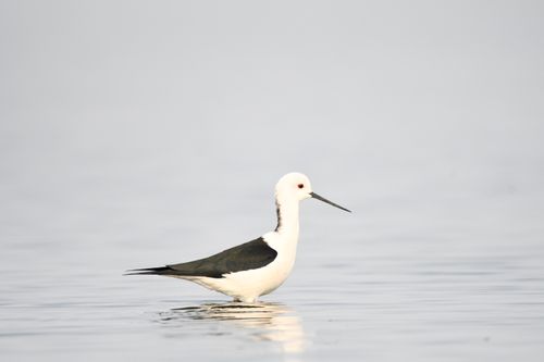 Free A striking pied stilt bird wading gracefully in calm waters, showcasing its elegance. Stock Photo