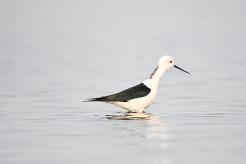 Free A serene black-winged stilt wading gracefully in calm waters, showcasing its elegant form. Stock Photo