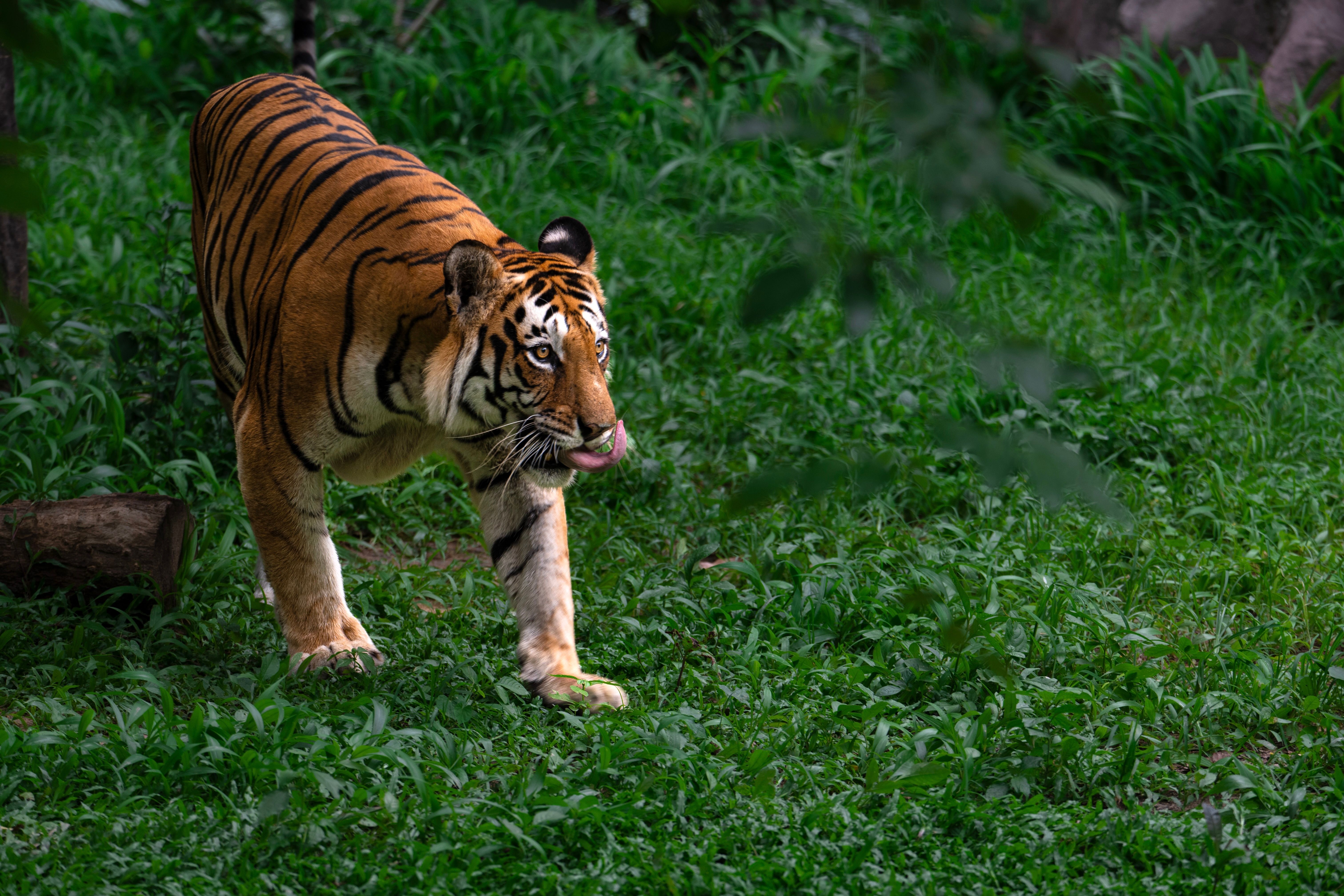 tiger front