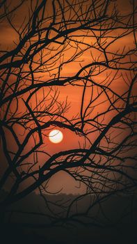 A serene photo of the sun setting behind tree branches creating a dramatic silhouette.