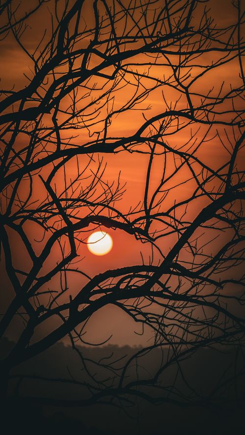 Free A serene photo of the sun setting behind tree branches creating a dramatic silhouette. Stock Photo