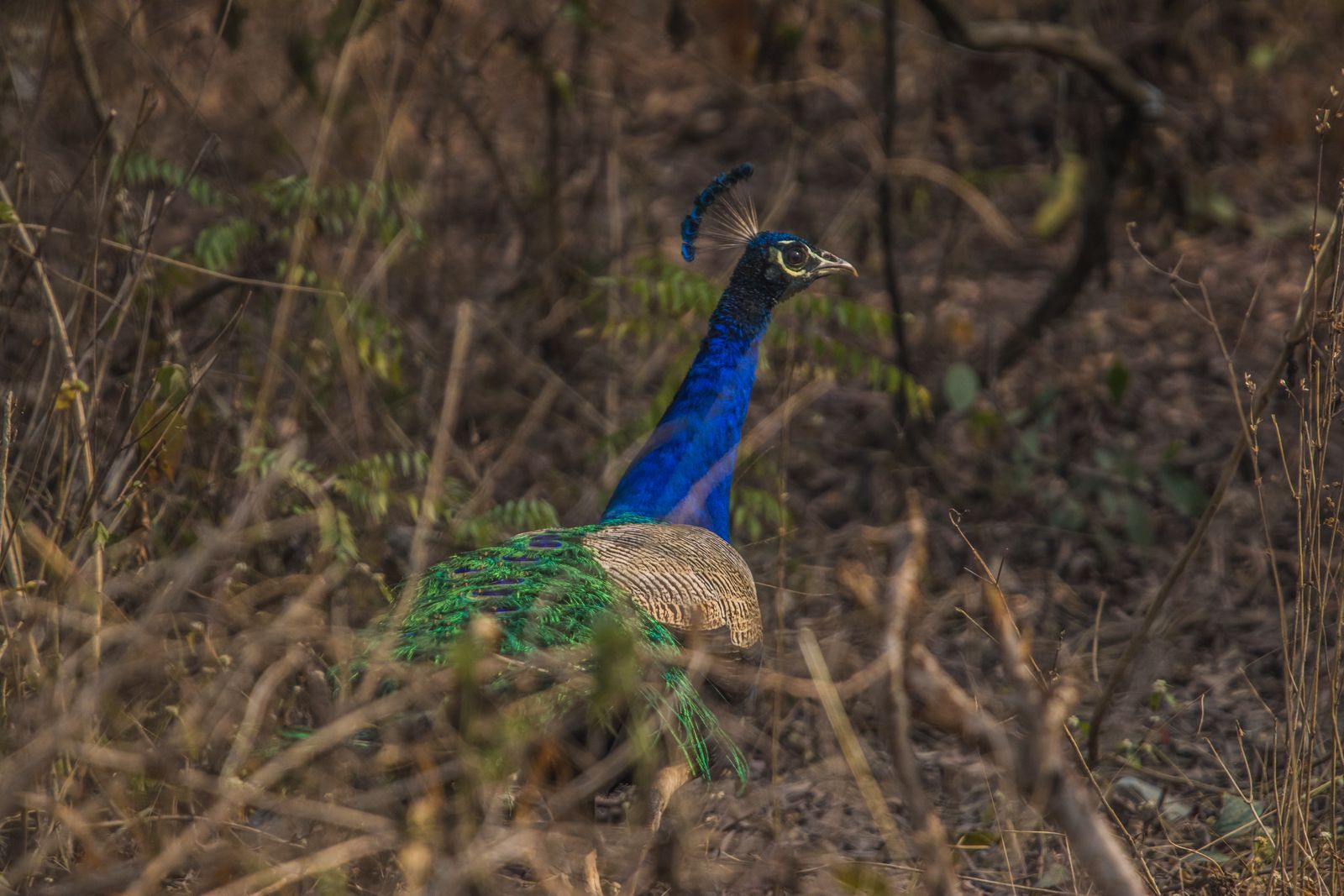 An Indian peacock among dry winter grass and bare stems in the Jaldapara forest