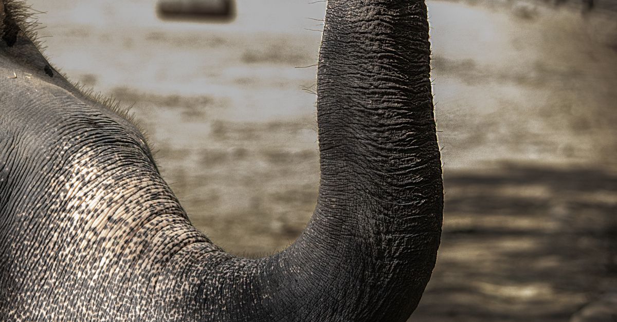 Elephant Trunks Asian Elephant Trunk in Bengaluru Zoo · Free Stock Photo