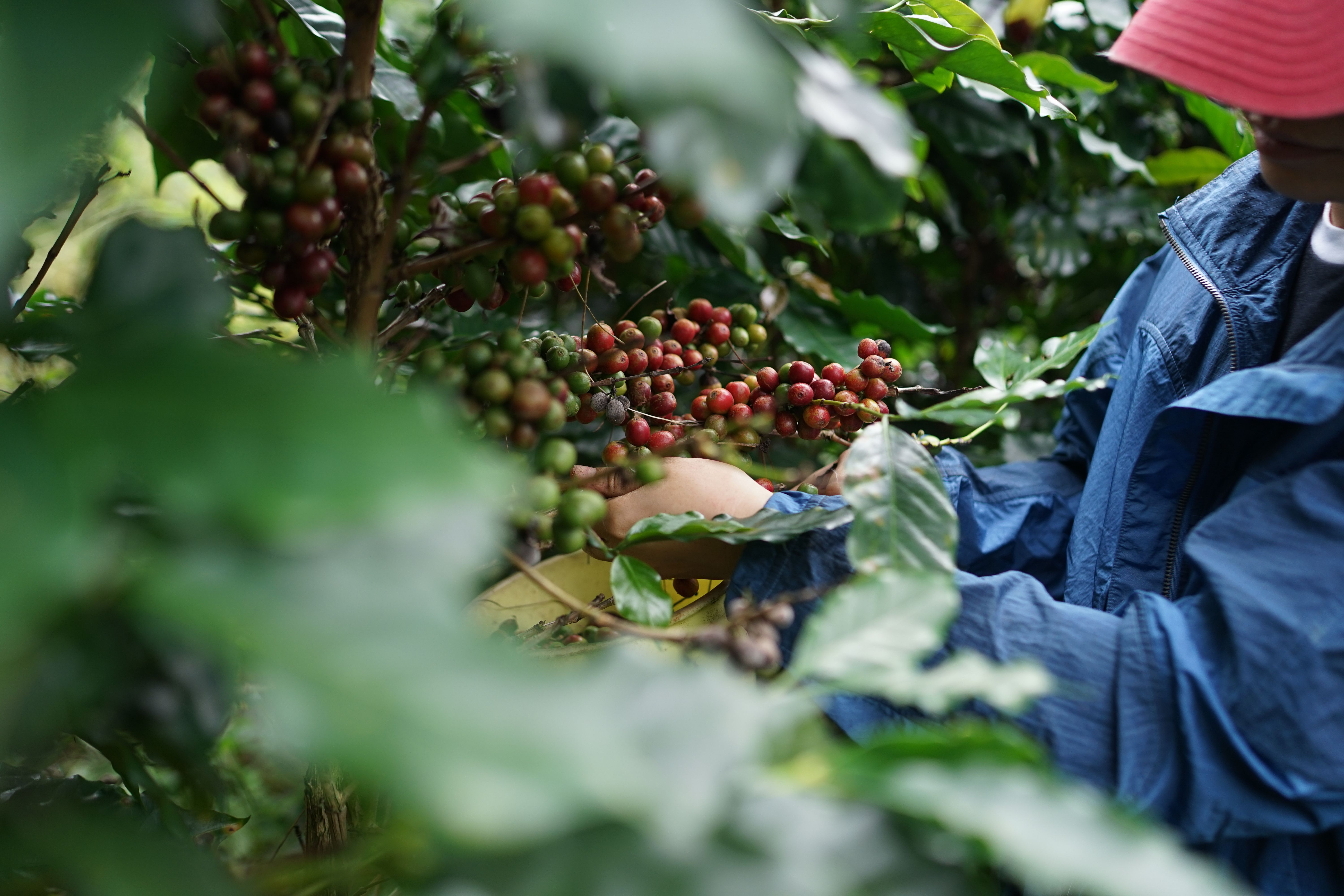 Thu Hoạch Cà Phê Arabica ở Lâm đồng · Ảnh có sẵn miễn phí