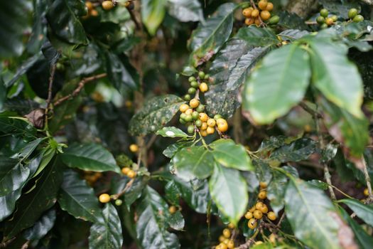 Coffee farm day trip (from Cartagena+) — Cartagena
