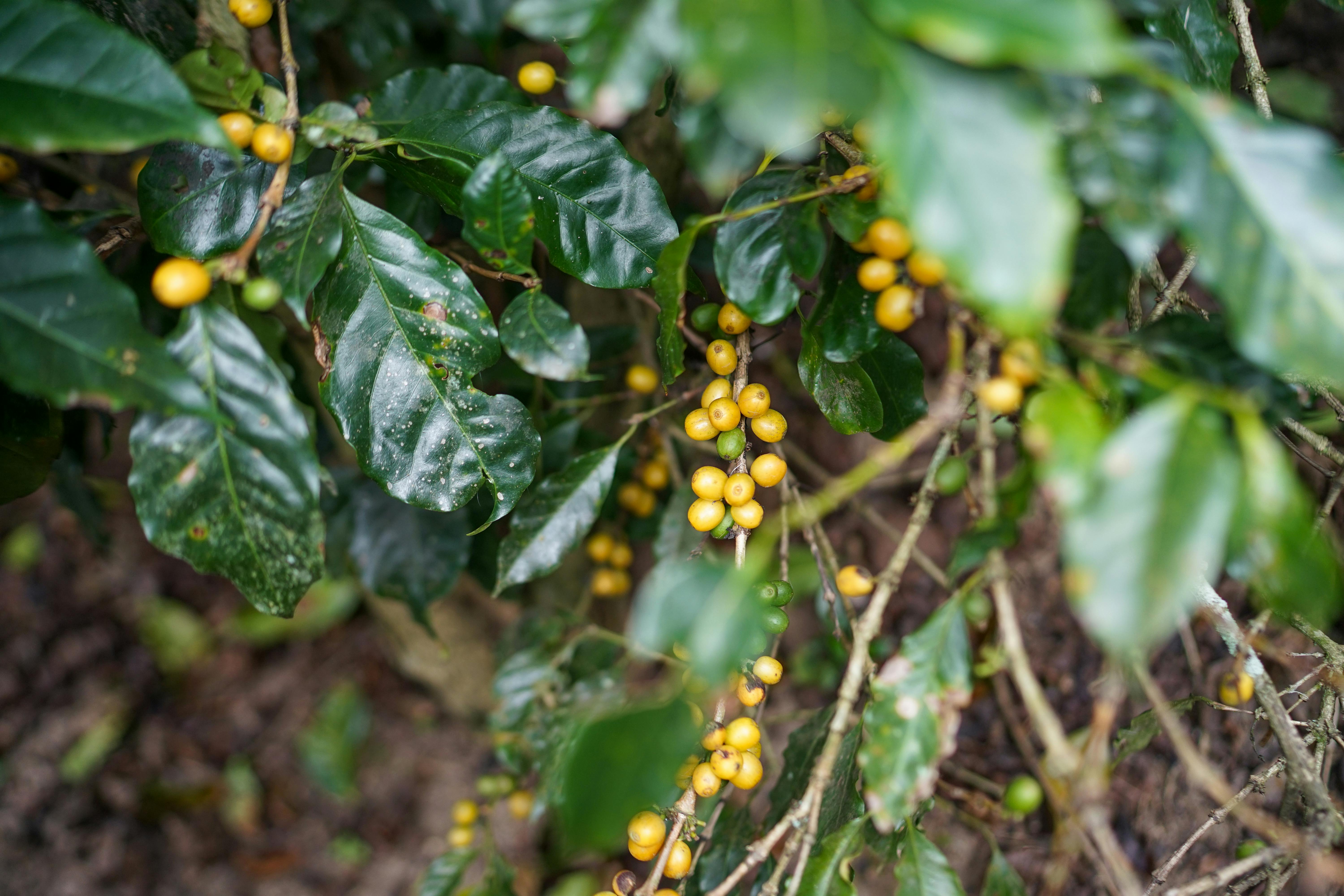 Yellow coffee cherries ripening on branches with green leaves