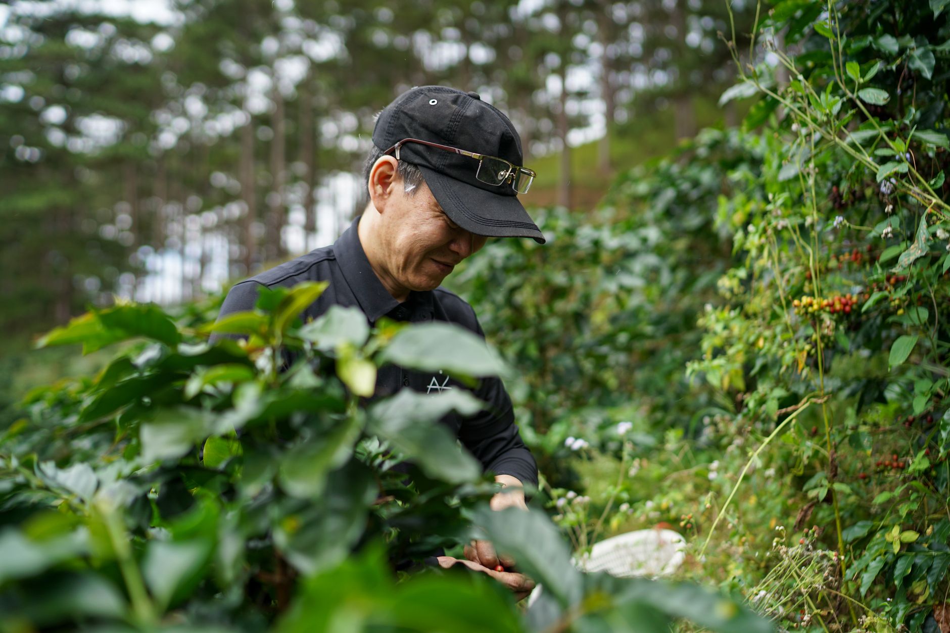 Farmer meticulously picking ripe coffee berries in lush Lâm Đồng, Vietnam plantation.