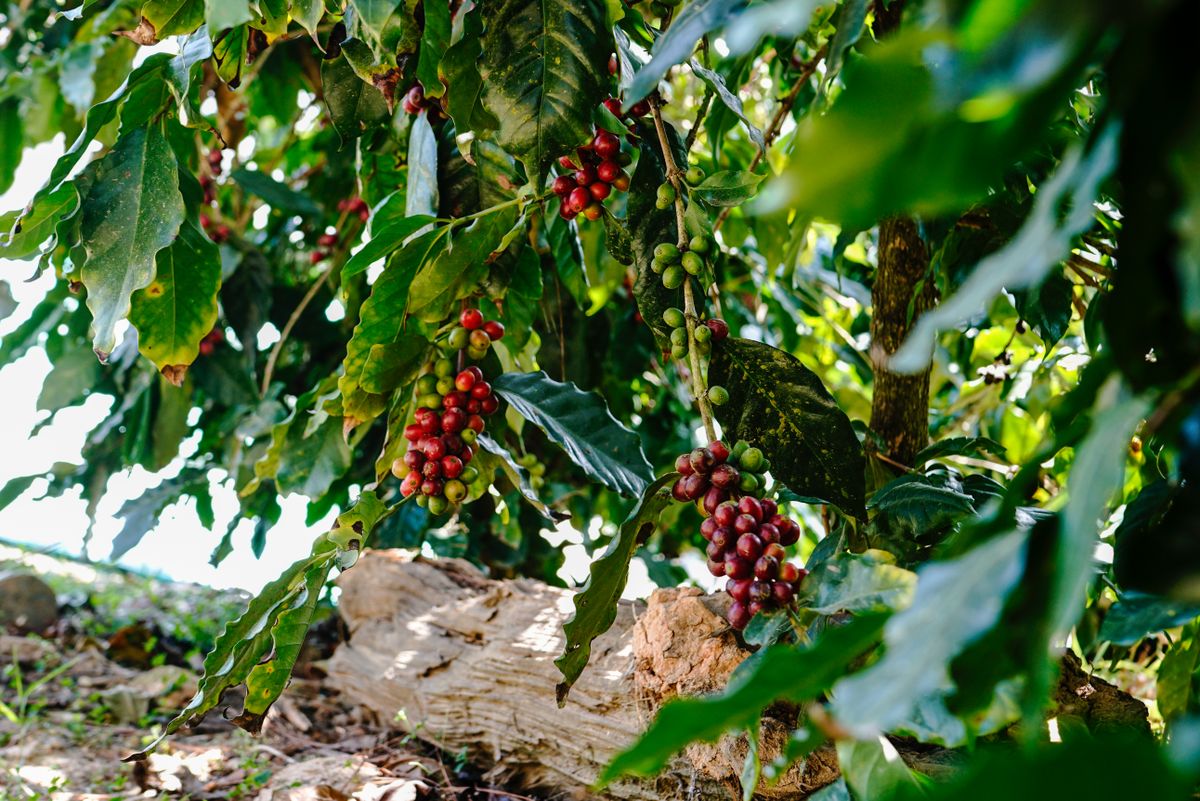 Red coffee cherries on the branch