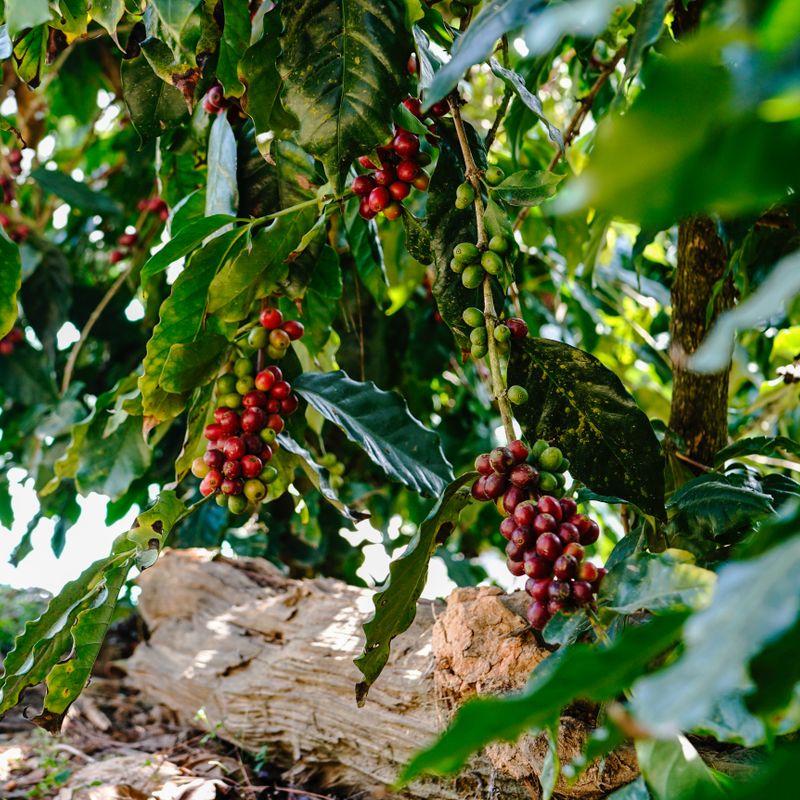 Coffee cherries ripening on the plant