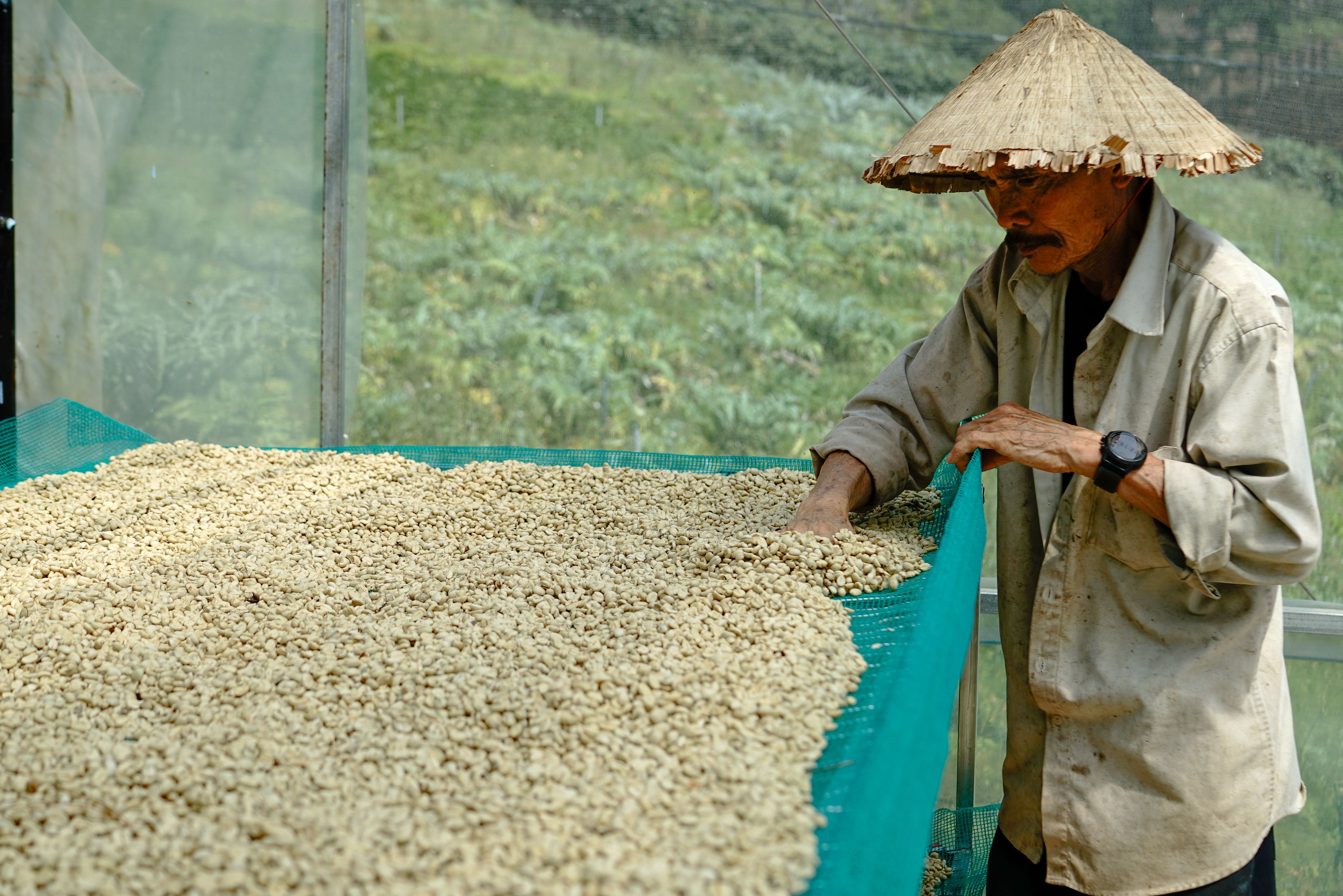 El café verde sí adelgaza, pero su secreto no es la cafeína. La ciencia revela el compuesto clave que destruyes cada mañana.