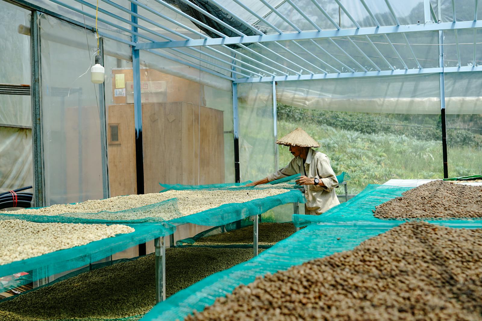 Coffee beans drying on raised racks under a greenhouse roof