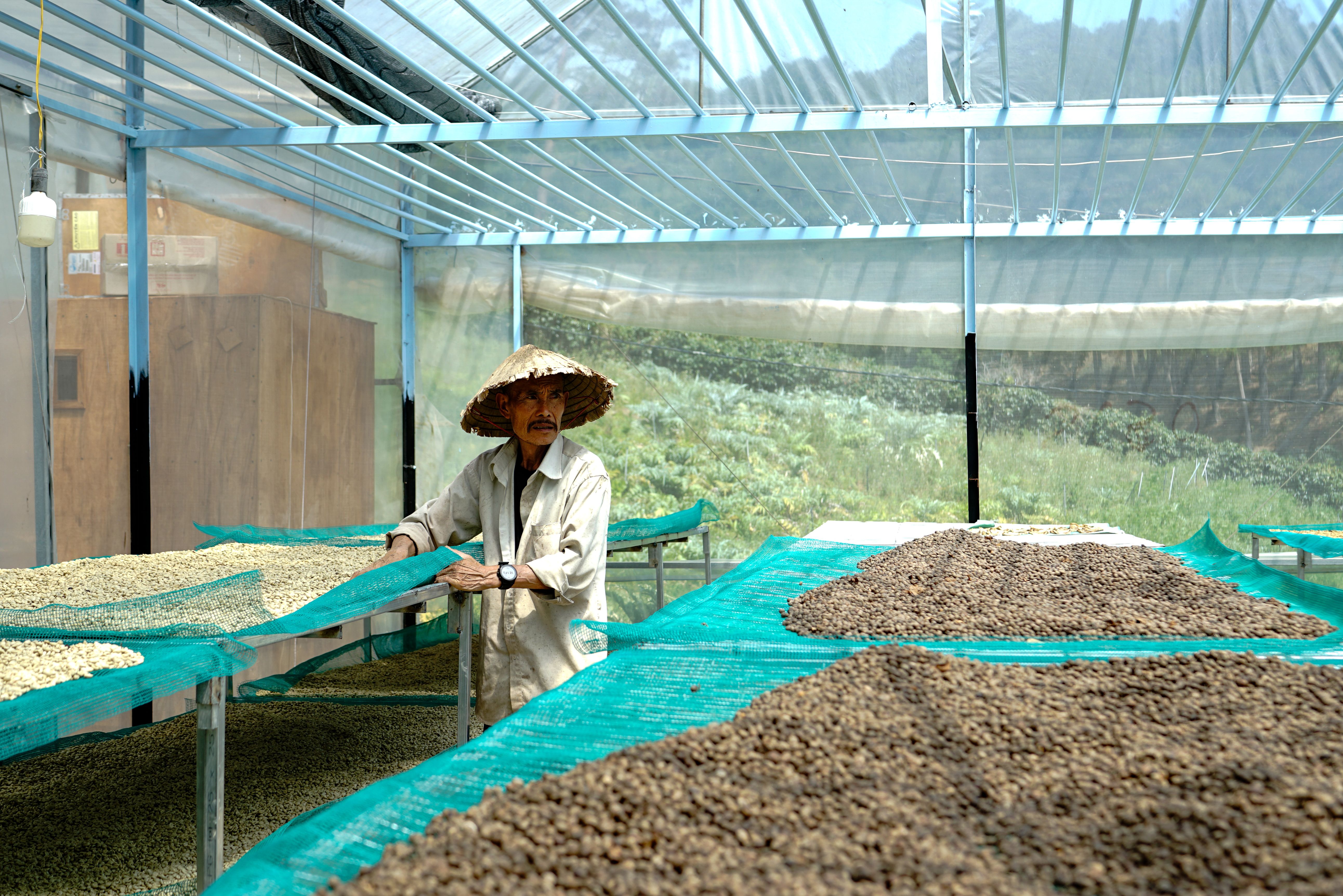 Farmer drying coffee beans in a greenhouse in Lâm Đồng, illustrating traditional methods.