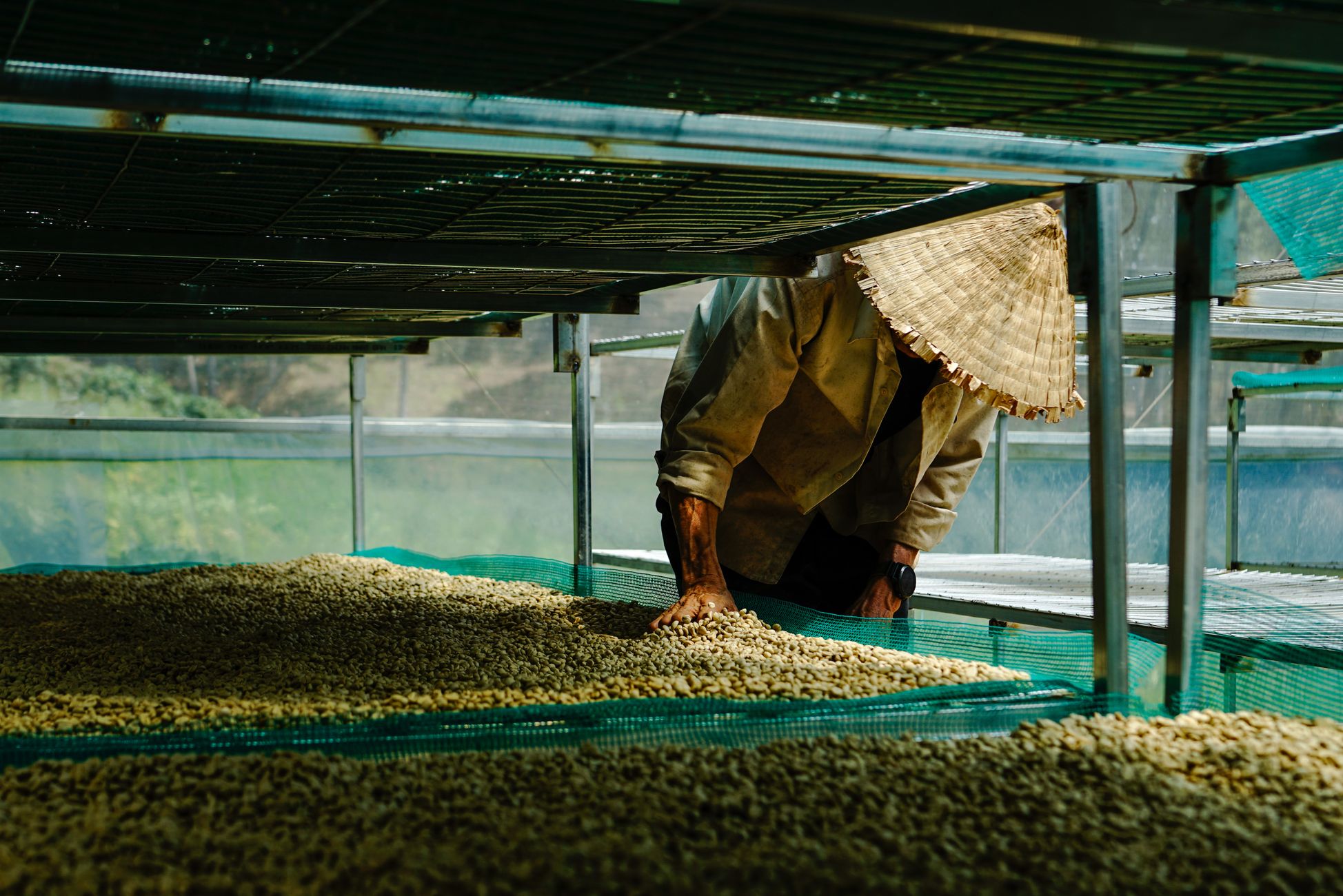Traditional coffee bean drying process in Lâm Đồng, Việt Nam with a farmer working under a canopy.