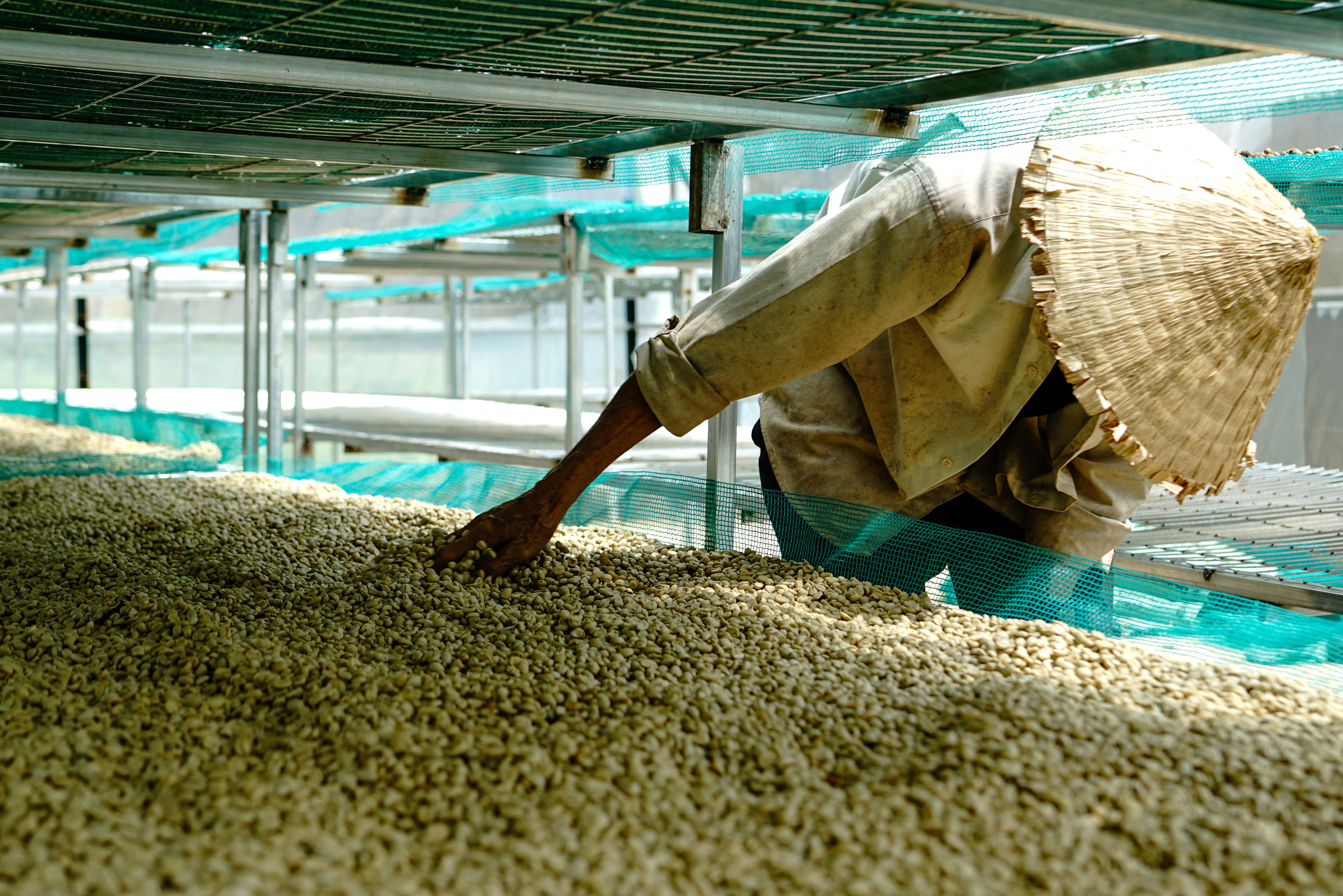 A Vietnamese farmer sorts Arabica coffee beans under drying racks.