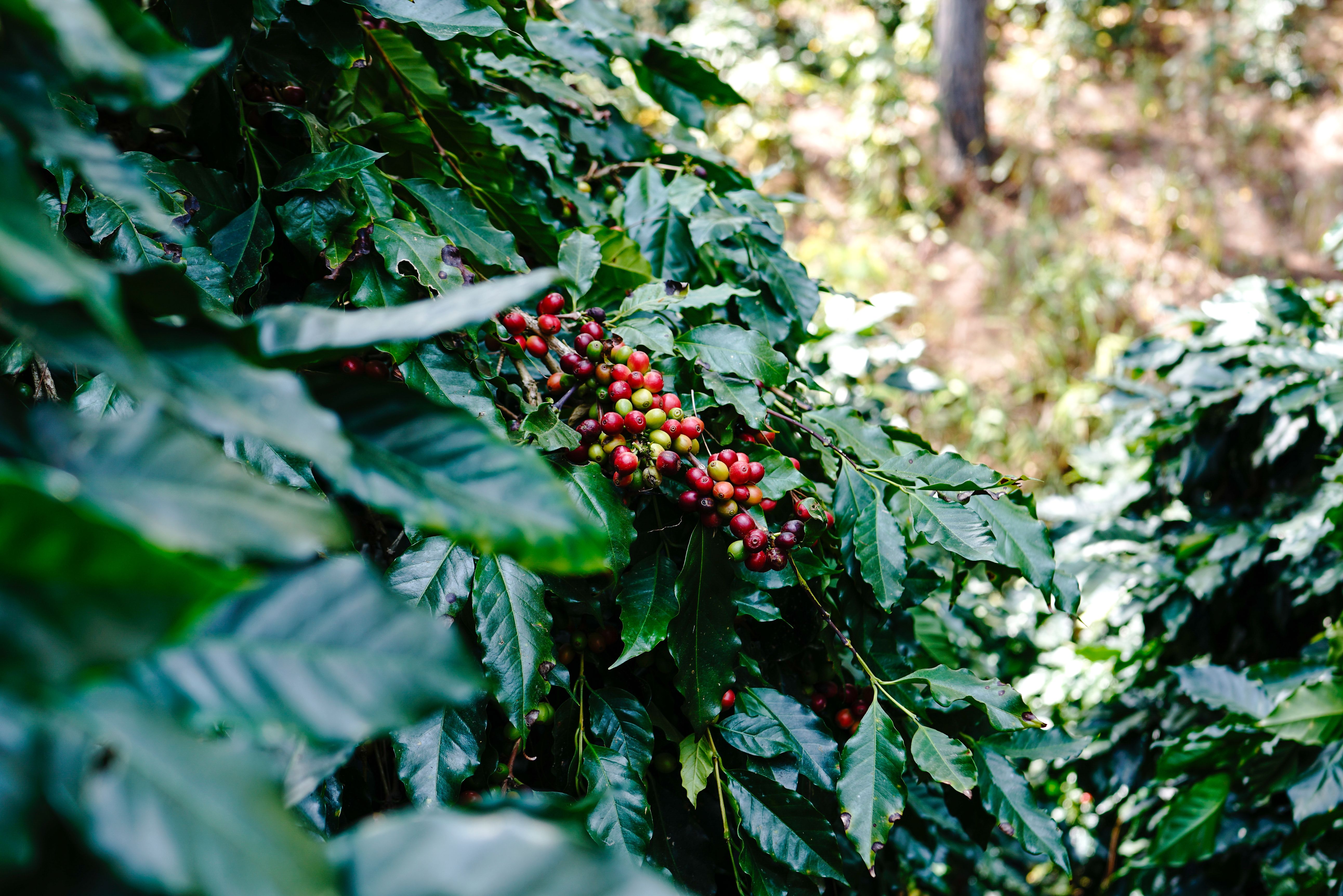 Coffee plant with red and green berries