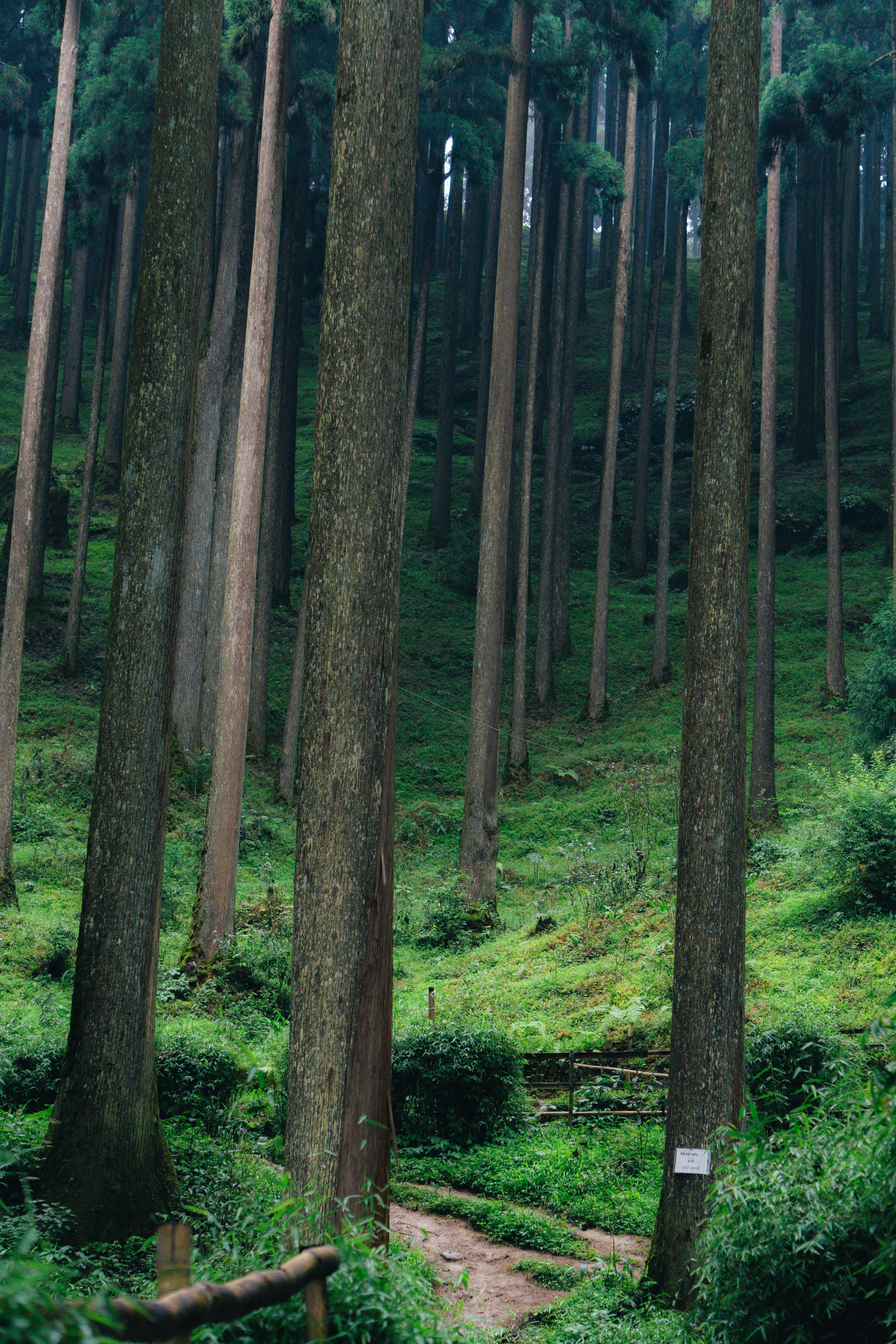 Explore a serene pine forest with towering trees and a tranquil pathway. Perfect for nature lovers.