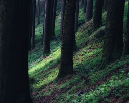 Lush green forest with soft sunlight creating serene atmosphere.