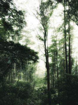 A captivating misty forest scene in Munnar, Kerala, showcasing lush greenery and towering trees.