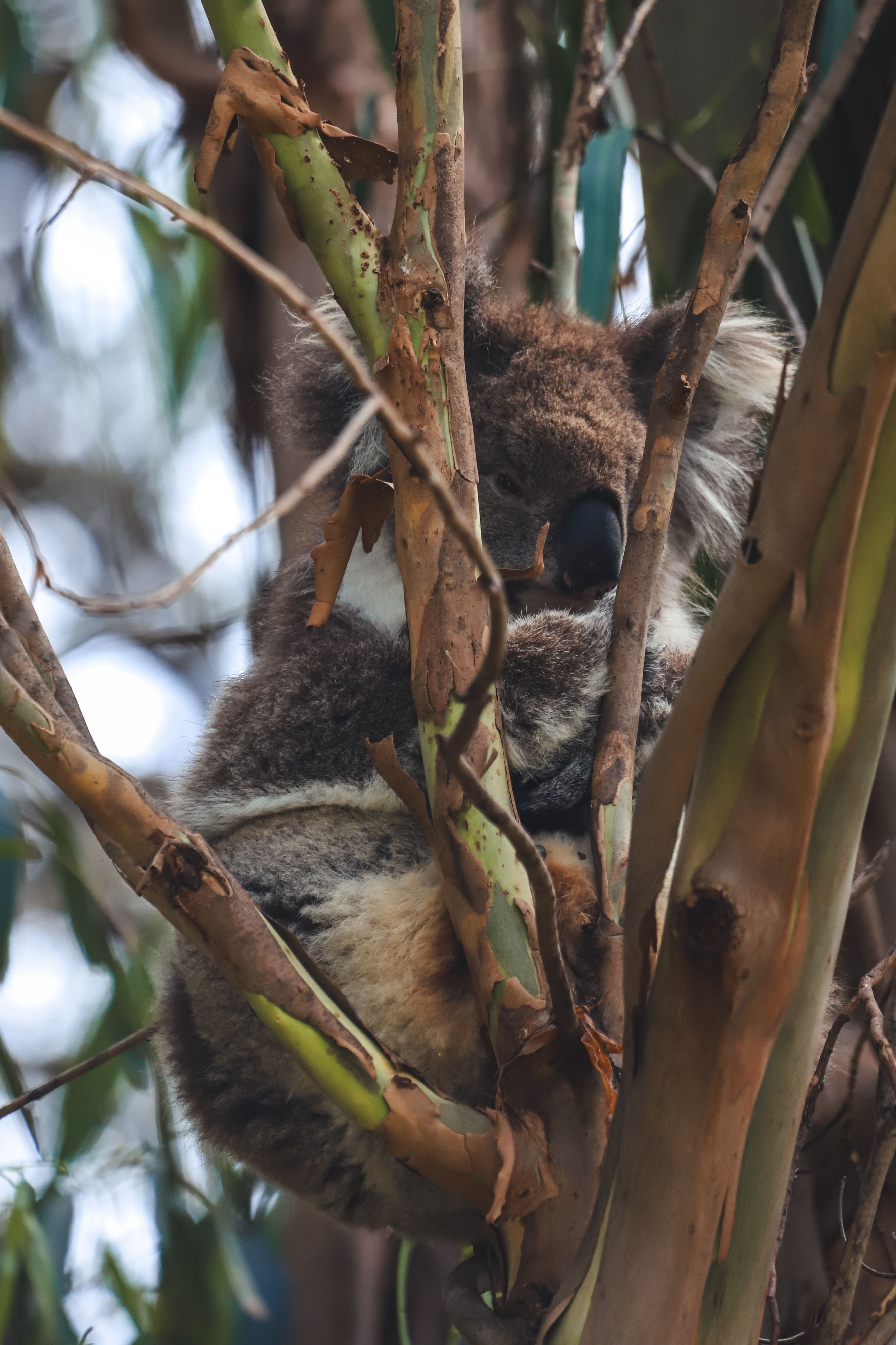 gratis Schattige koala slaapt in een eucalyptusboom bij de Kennett River, Victoria, Australië. Stockfoto