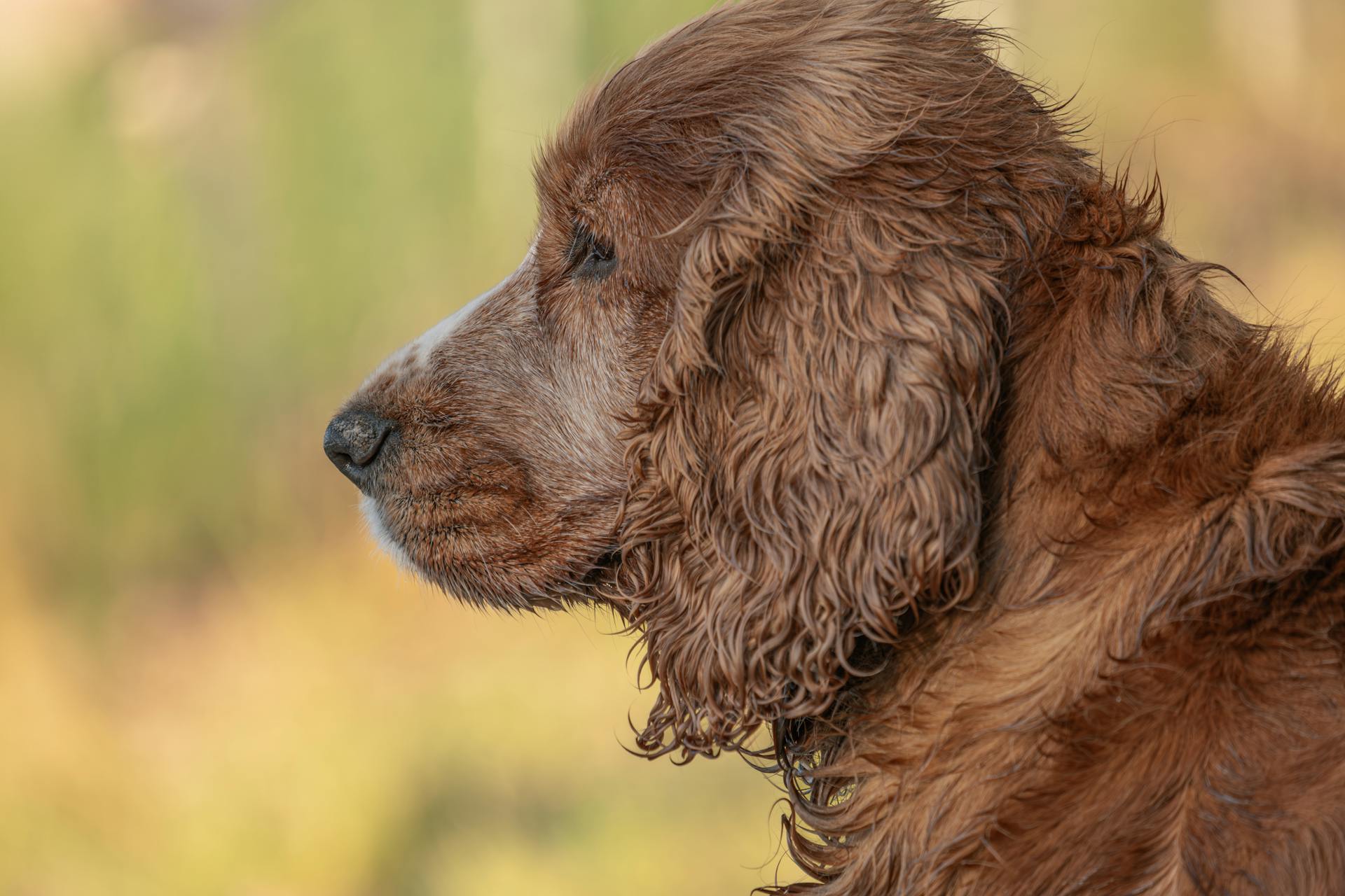 Close-up portrait of a wet brown spaniel dog enjoying a summer day outdoors.