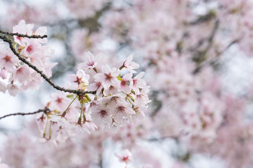 Free Capture of pink sakura blossoms on a tree branch during spring in Freiburg, Germany. Stock Photo