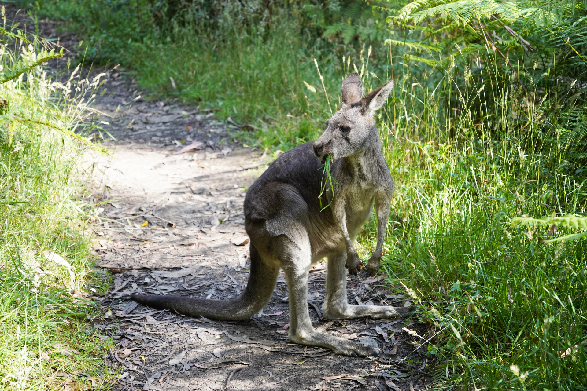 A kangaroo is looking around while eating.
