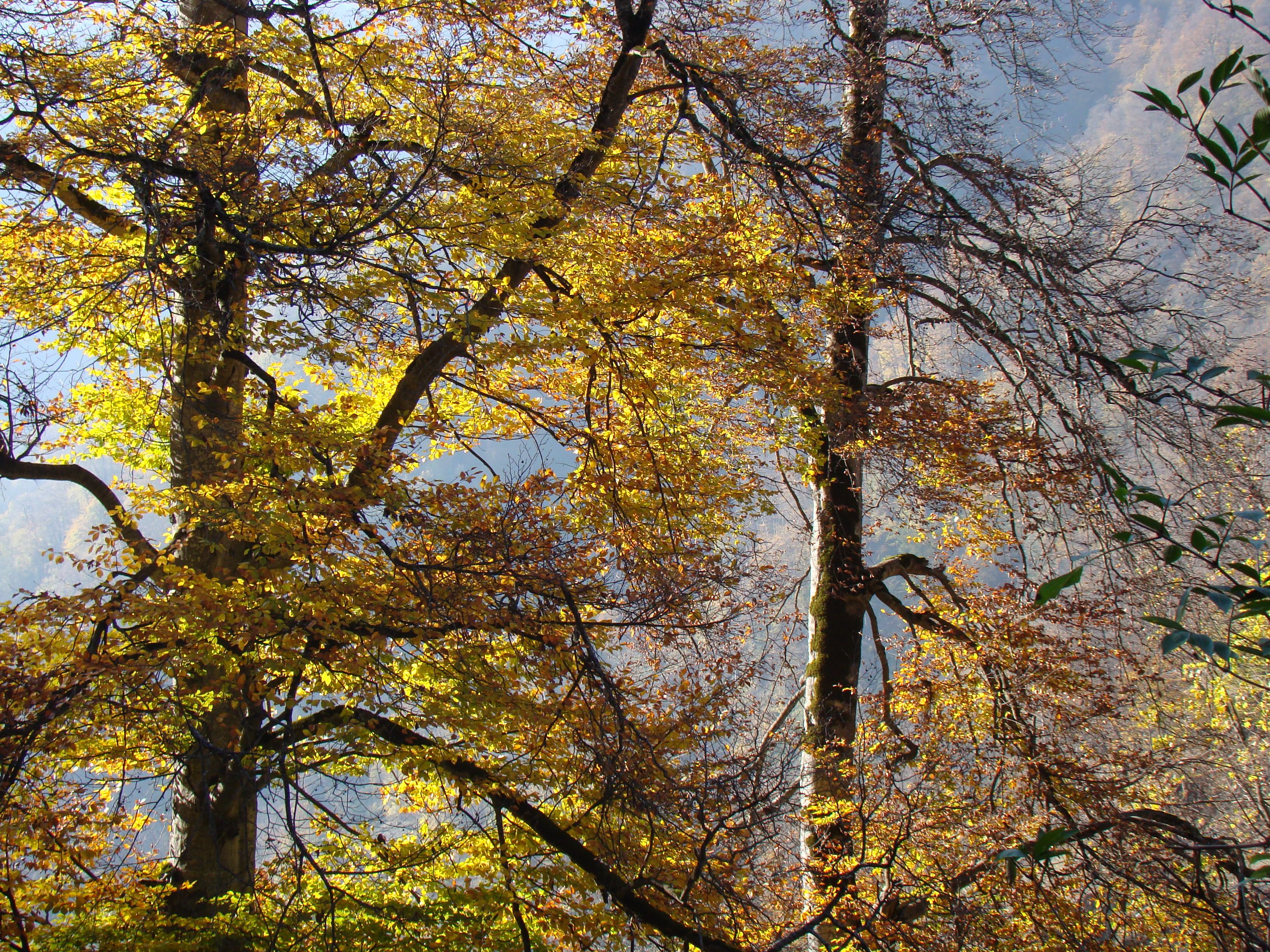 Vibrant Autumn Foliage in Forest Landscape · Free Stock Photo