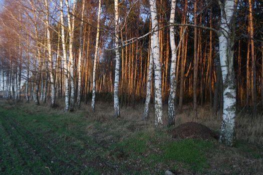 A tranquil view of birch trees in a forest with warm autumn light filtering through.