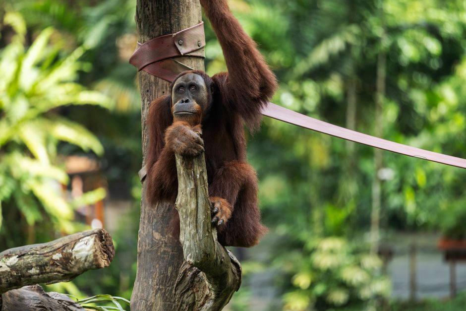 tips persiapan perjalanan ke pedalaman Kalimantan bagi pemula