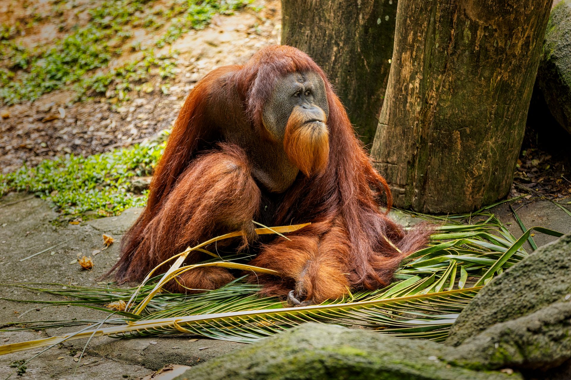 A Sumatran orangutan sits pensively on leaves, showcasing its lush reddish-brown fur.