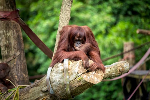 Bornean orangutan relaxing on a tree trunk in lush forest environment.